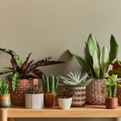 thumbnail of ndoor Plants Help Make a Home More Inviting and Beautiful