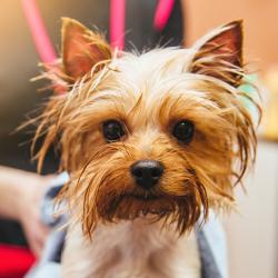 thumbnail of Pet Grooming
