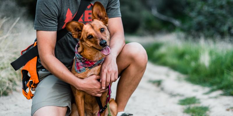 main of Keep Your Pet in Line With the Right Training Aids.