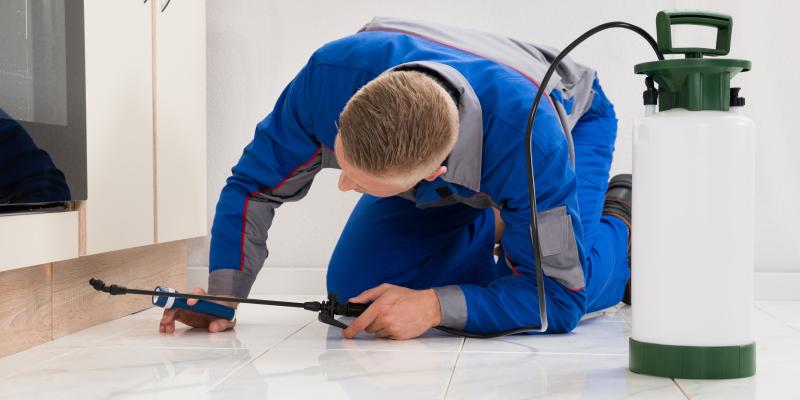 main of Unwanted Household Pests Need to be Handled Through Pest Control 