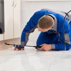 thumbnail of Unwanted Household Pests Need to be Handled Through Pest Control 