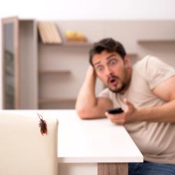 thumbnail of Home Insect Repellents